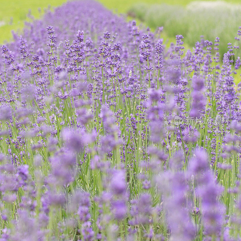 薰衣草花田