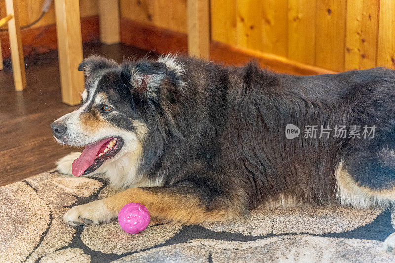 边境牧羊犬躺在垫子上