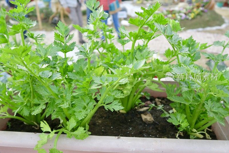 种植芹菜(芹菜)的槽状菜园，茎长纤维状，逐渐变细成叶片