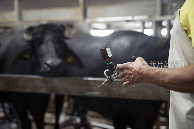 一名成年男子在奶牛场给水牛注射。