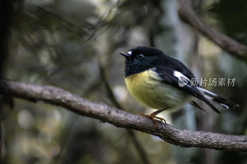 新西兰达尼丁，南岛雄性雄犀(miromiro)