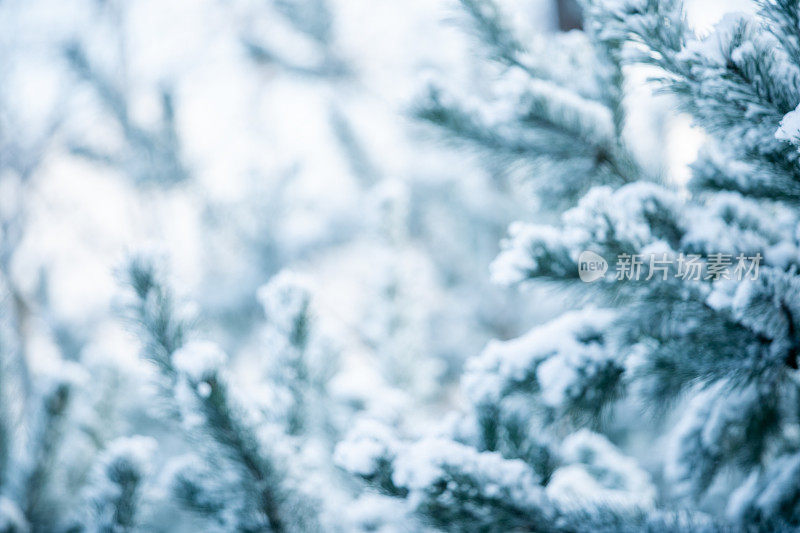 冬天的景象――结了霜的松枝上覆盖着一层雪。树林里的冬天