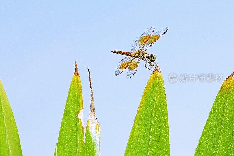 绿叶顶端的蜻蜓。