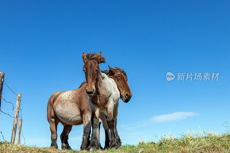 蓝天下的比利时骏马。