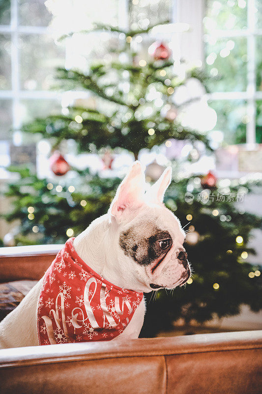 戴着雪花大手帕的法国斗牛犬在圣诞树旁等待圣诞老人