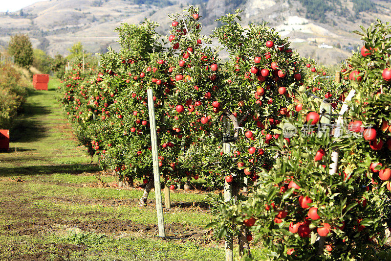 加拉橙红苹果园