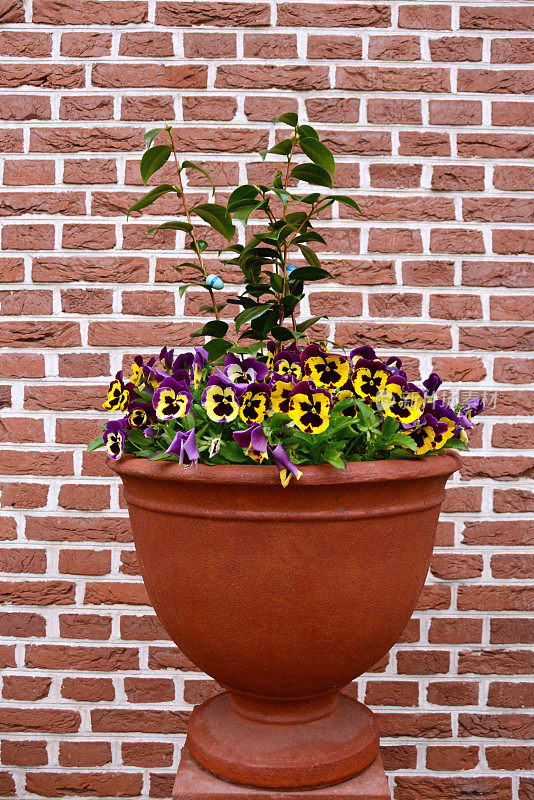 花盆里的紫罗兰花。