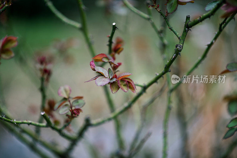 植物与花:一株月季正长出新叶