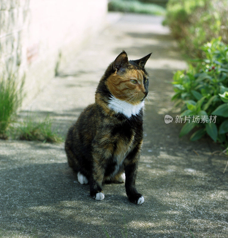 英国，夏天花园中的玳瑁猫