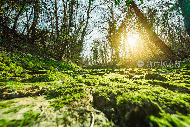 溪水流过长满苔藓的岩石