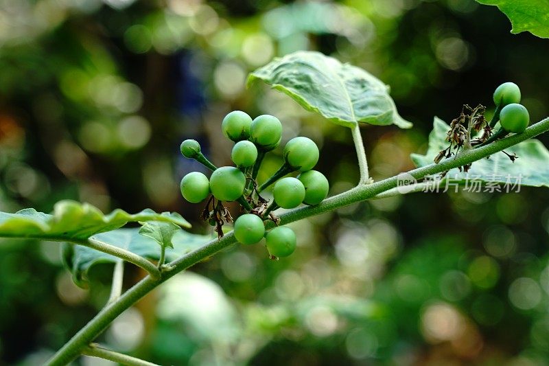 豌豆茄子是一种植物