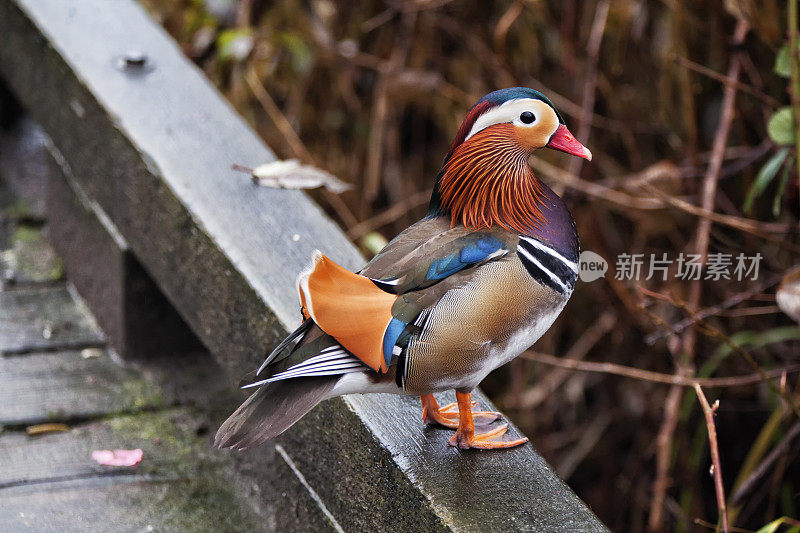 加拿大温哥华的鸳鸯或艾克斯鸭