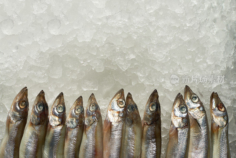 高角度的冷却鲱鱼排放在冰上，新鲜的食物概念