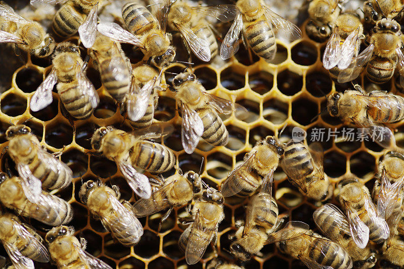 装满蜂蜜的蜂巢