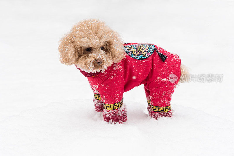 雪天里，泰迪狗穿着中国的衣服和鞋子在雪地里玩耍