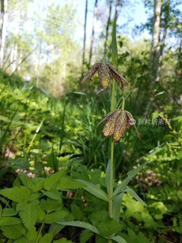 巧克力百合(贝母)野花。