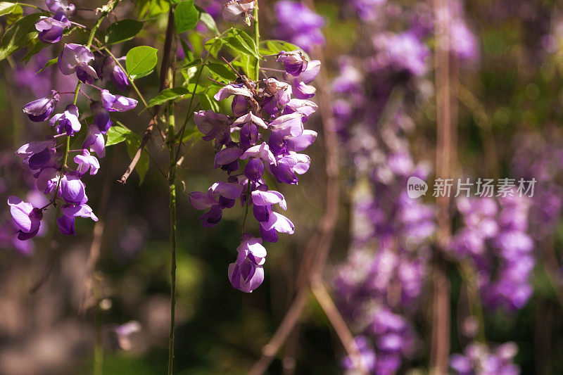 盛开的紫色紫藤