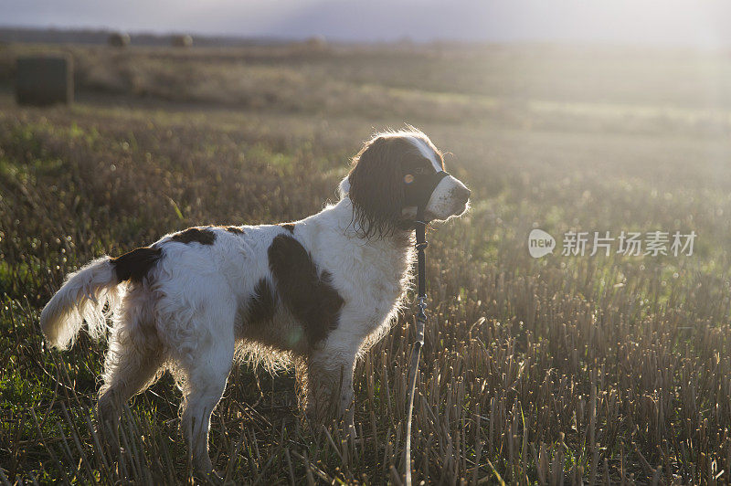 英语施普林格西班牙猎犬-枪狗在射击