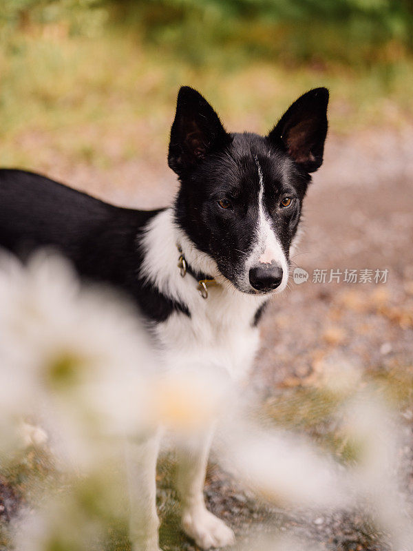 可爱的边境牧羊犬混合狗在夏天与鲜花