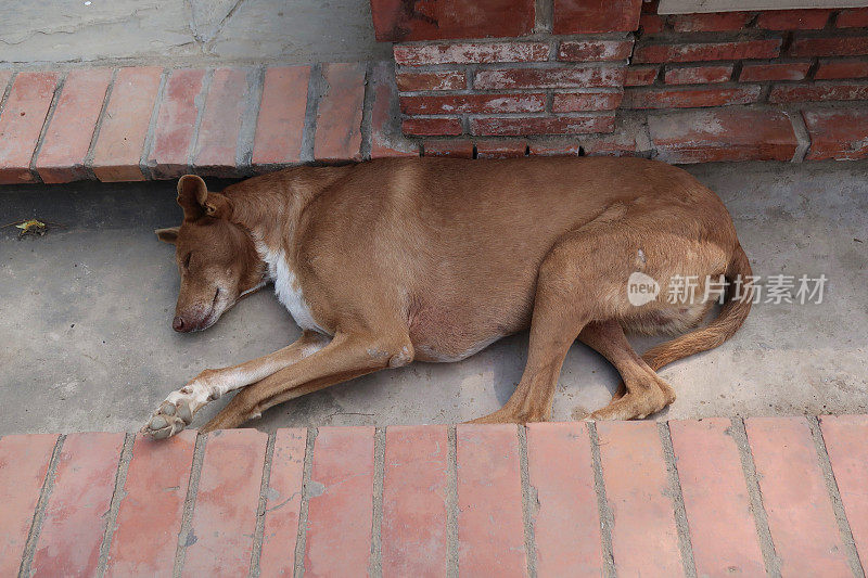 印度街头流浪狗的形象，无家可归的杂种狗在树荫下睡觉