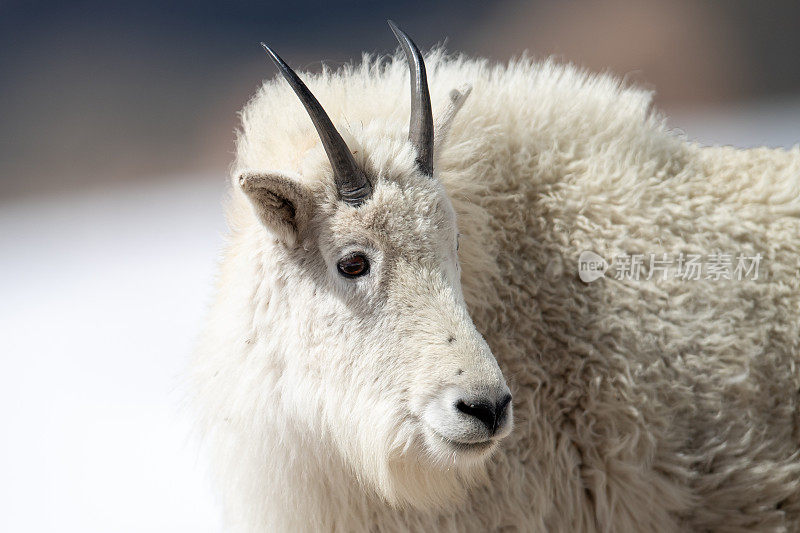 科罗拉多州的山羊