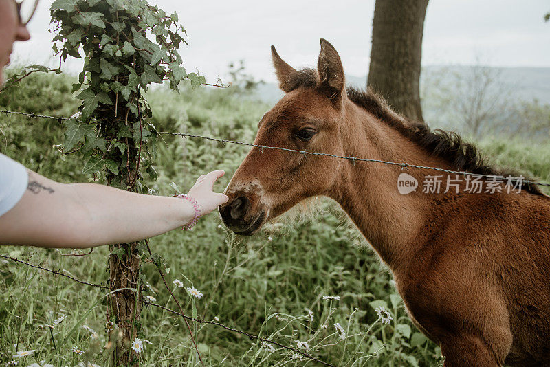 抚摸着一匹小马