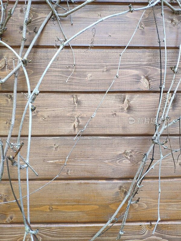 一株植物干树枝的框架，背靠木屋的背景墙
