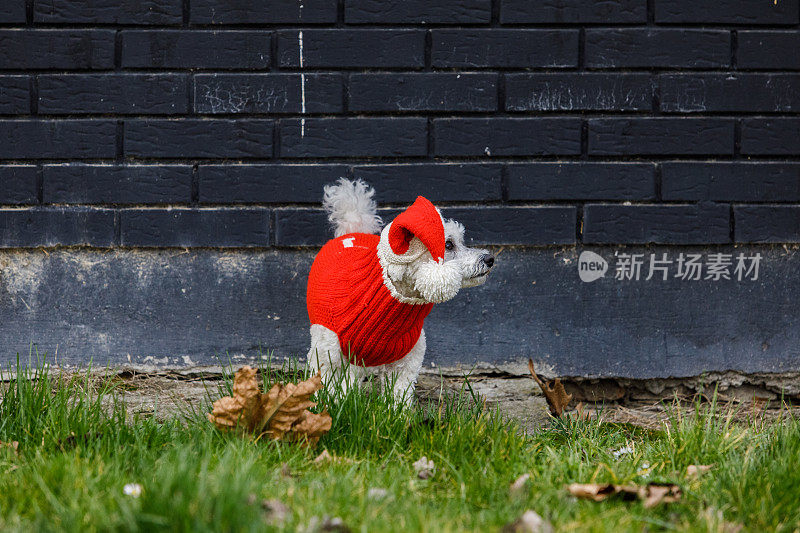 在户外穿着红色衣服的时尚狗