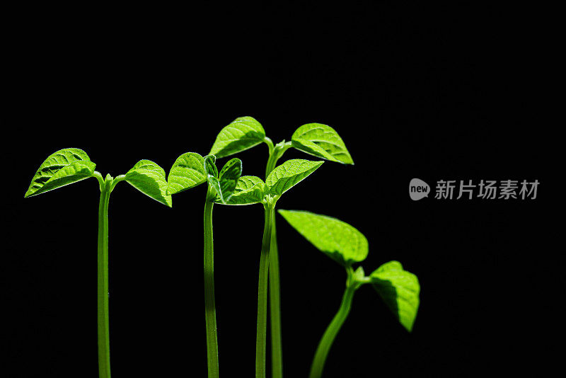 绿芽。植物播种和生长的步骤。绿色豆芽。花瓶内的绿叶植物