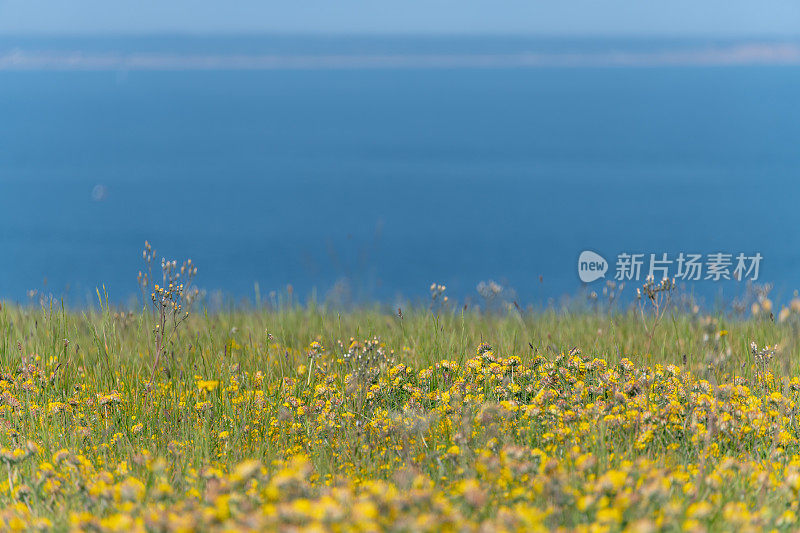 海岸线上有野豌豆，“白蚁”的花