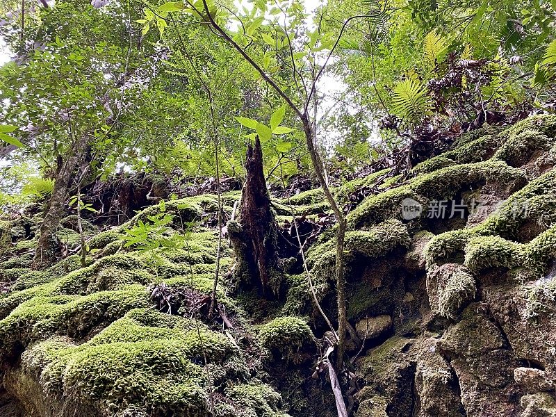 热带雨林和苔藓