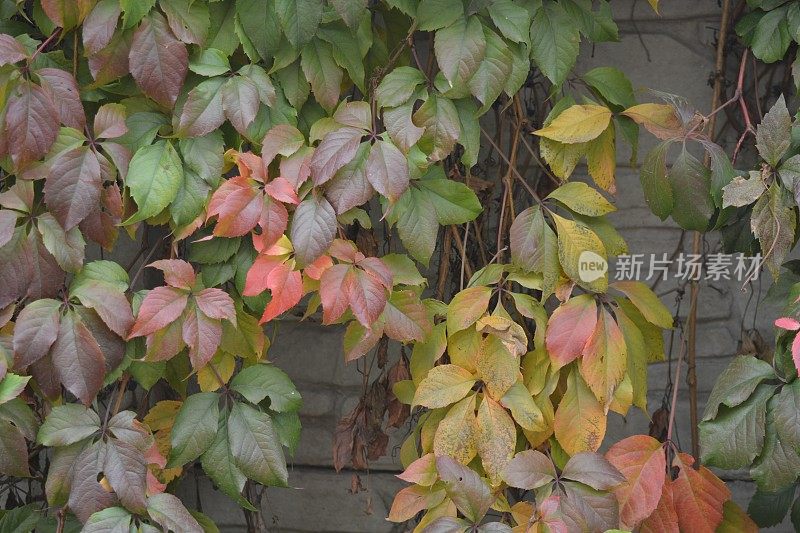 色彩鲜艳的秋叶生长在白色的混凝土石墙上。红色、黄色、绿色、棕色的叶子随机地排列在秋天的背景上。
