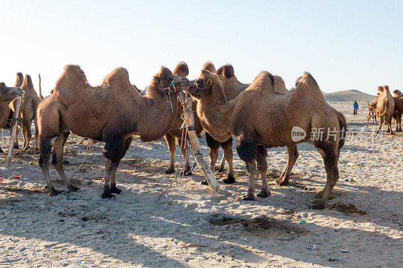 骆驼队。