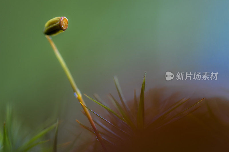 苔藓孢子胶囊