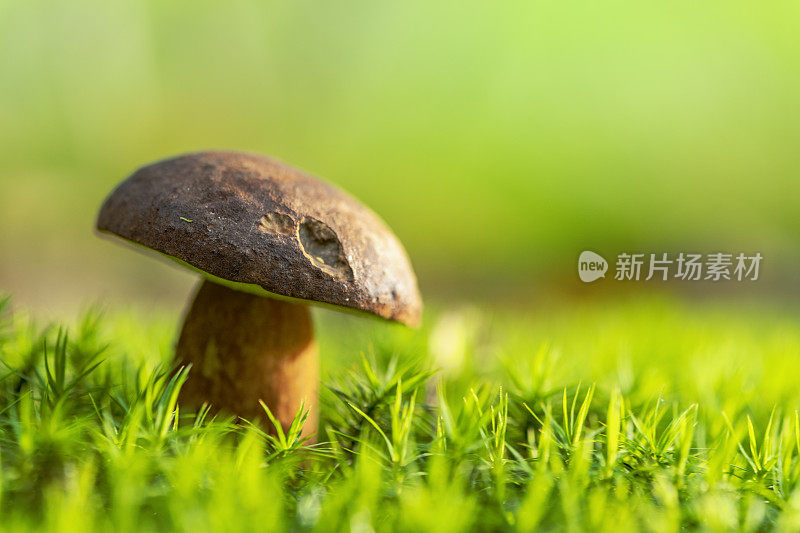 牛肝菌在一个美丽的秋天覆盖森林地面苔藓蘑菇