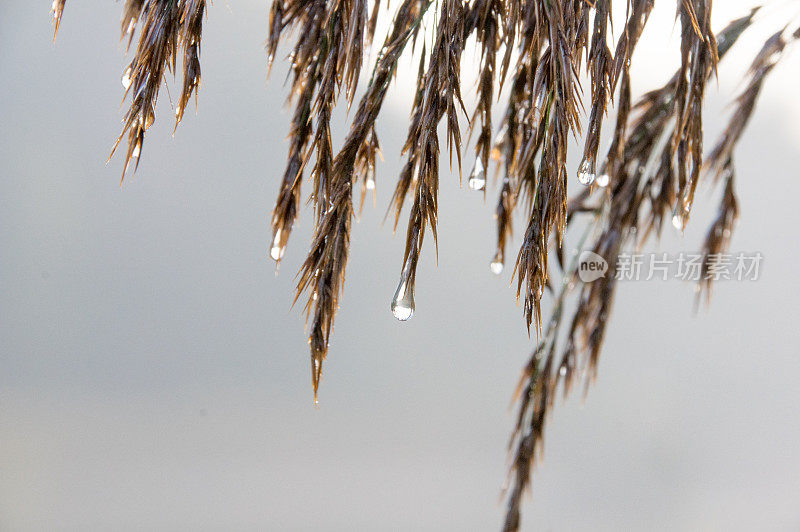 雨滴像珍珠