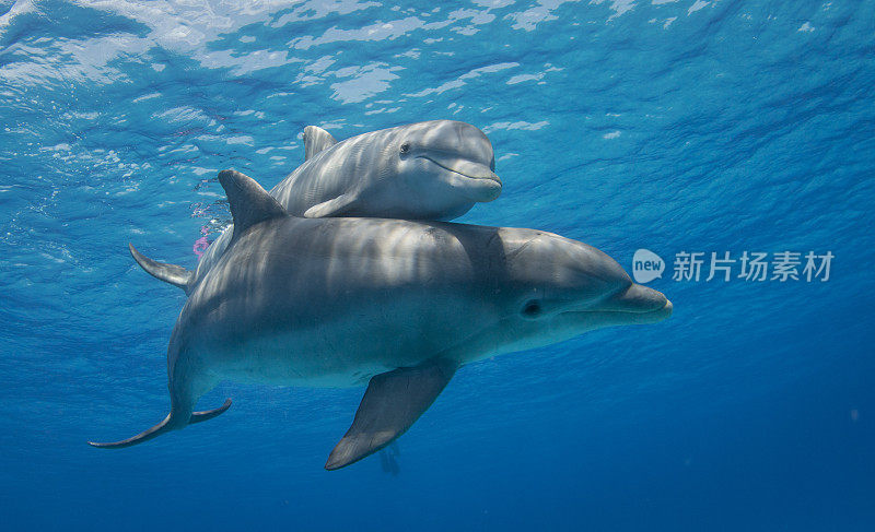 海豚妈妈和小海豚游过