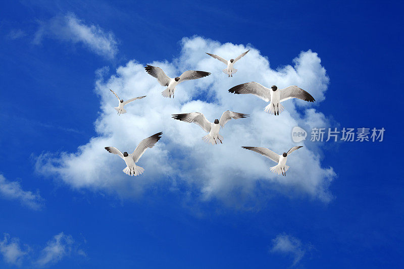 一群海鸥飞过蓝天