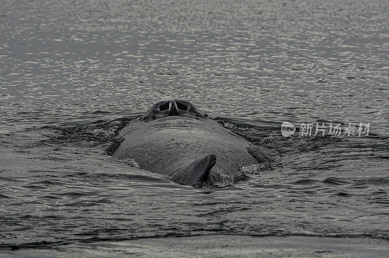 在阿拉斯加东南部的弗雷德里克海湾，一头座头鲸的喷水孔。最远。