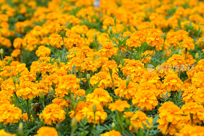 中国深圳东方华侨城(华侨城东部)的金色菊花花田