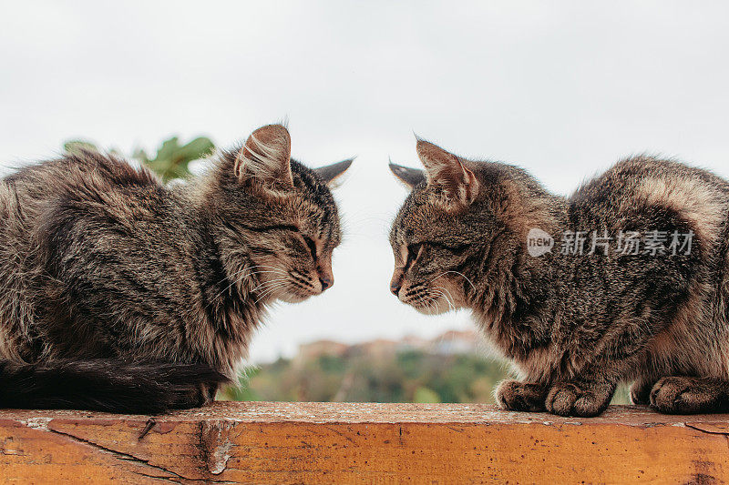两只可爱的猫正坐在篱笆上。猫的爱。本空间