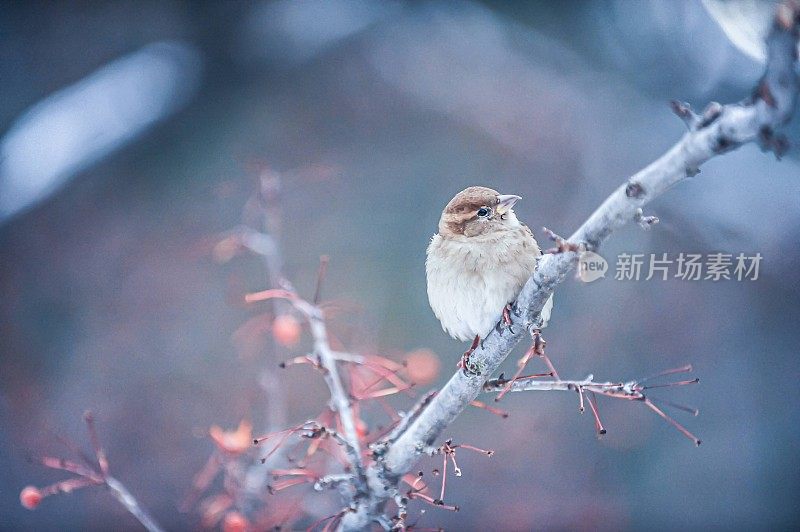 麻雀