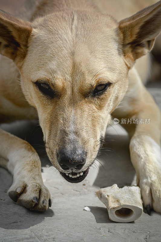 野狗(犬狼疮野狗)