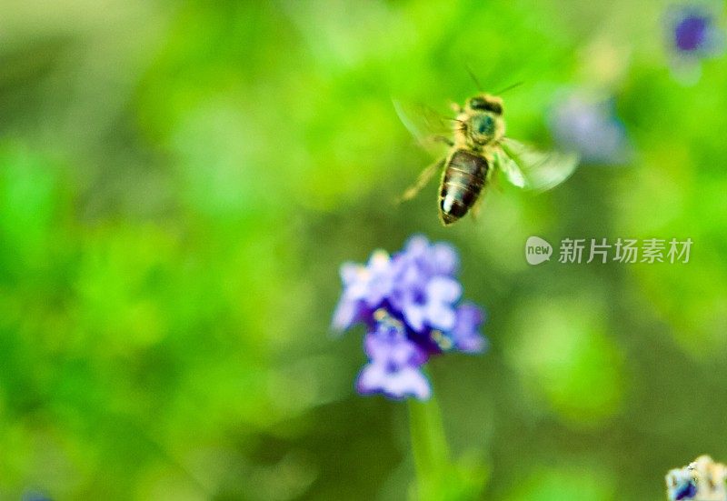 蜜蜂在充满活力的绿色背景的花周围飞行