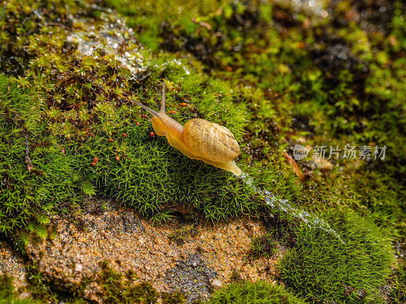 年轻的可食用蜗牛或蜗牛(螺旋番茄)在苔藓上移动。