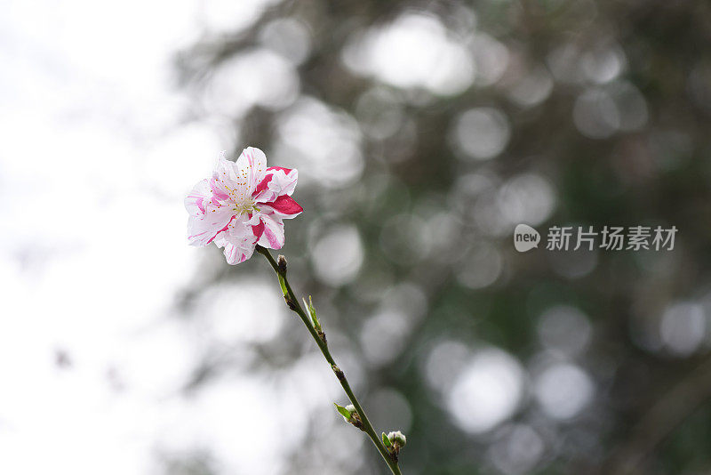 近景桃树花与浅景深的领域