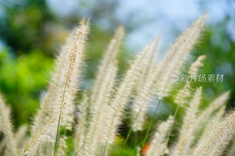 夏天的草地上有花