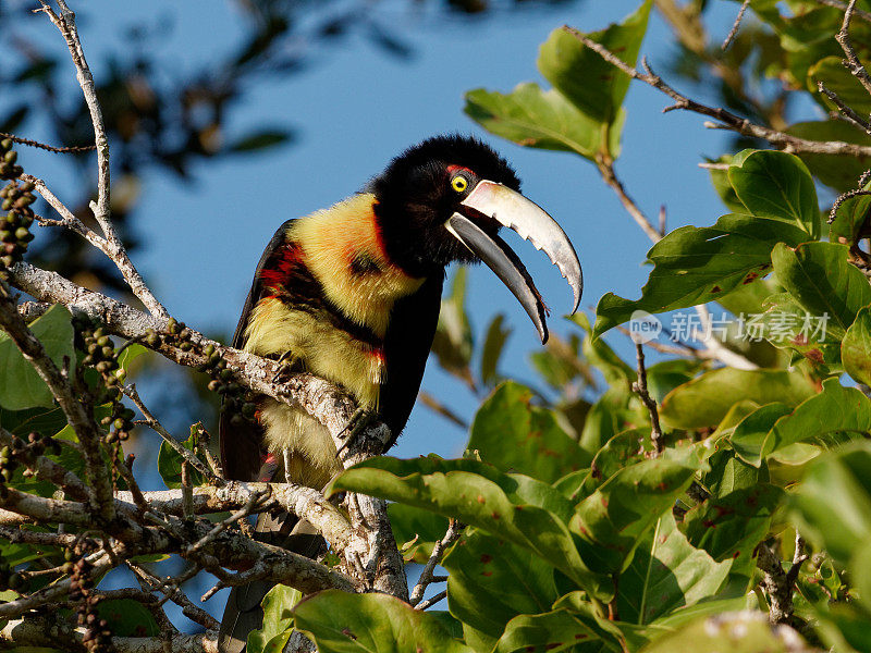 成卷的Aracari