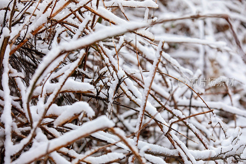 白雪覆盖的分支