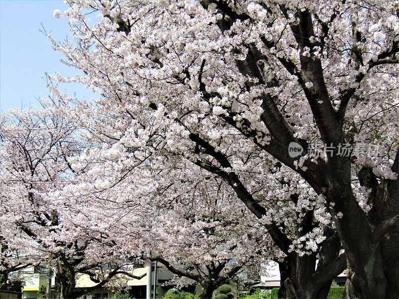 日本。3月底。到处都是樱花。